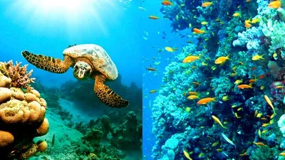 Краса Червоного моря на курорті Марса Алам